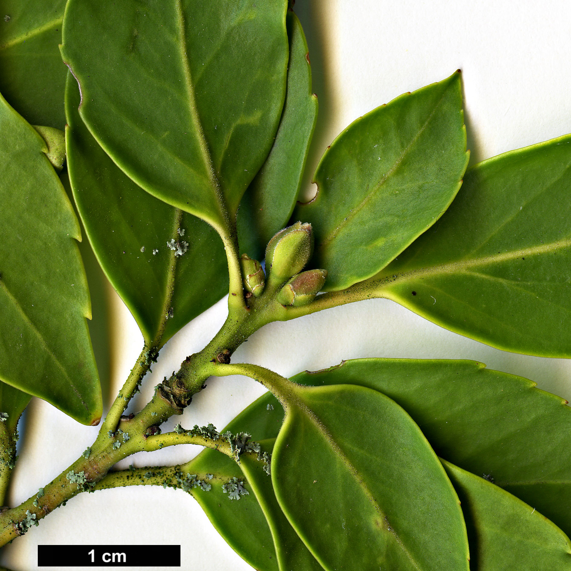 High resolution image: Family: Aquifoliaceae - Genus: Ilex - Taxon: sugerokii - SpeciesSub: subsp. longipedunculata